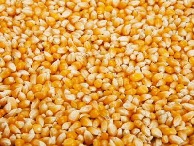 Graines de maïs de Lomami
