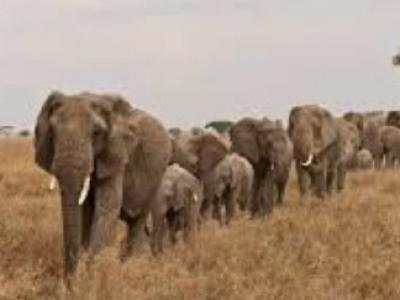 Quelques éléphants