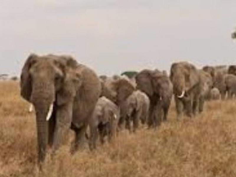 Quelques éléphants