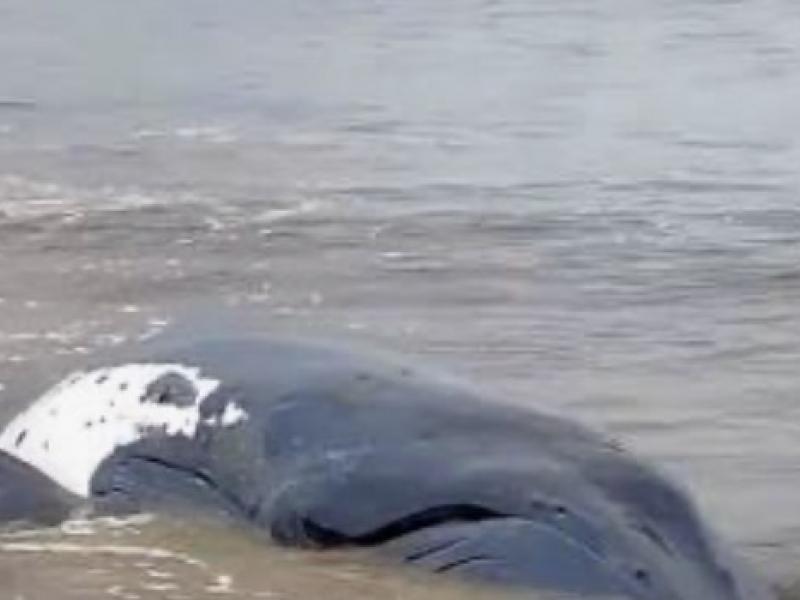 Baleine