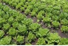 Une culture des légumes 