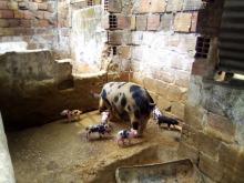 Ferme de Kindele